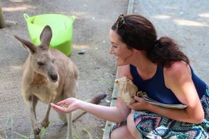 A few fun facts about kangaroos
