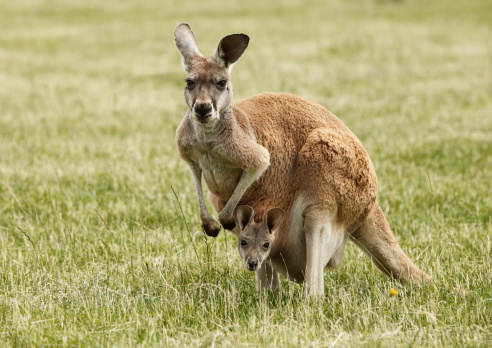 kangaroos in the wild